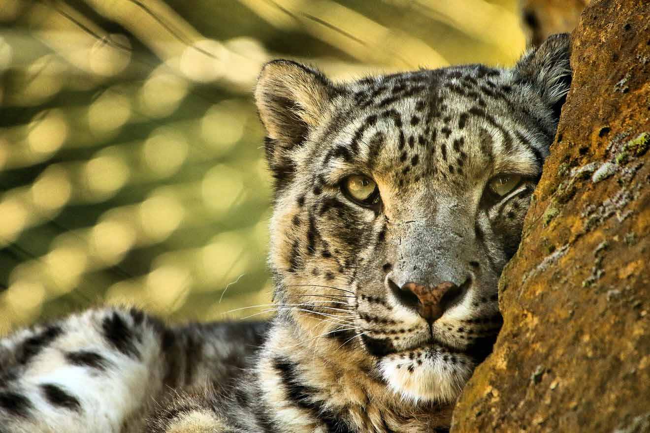 A snow leopard is leaning against a tree.