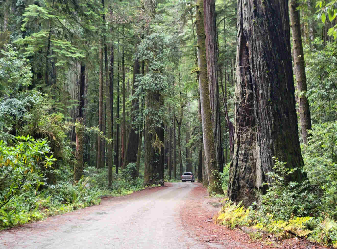 a wide gravel path among tall trees