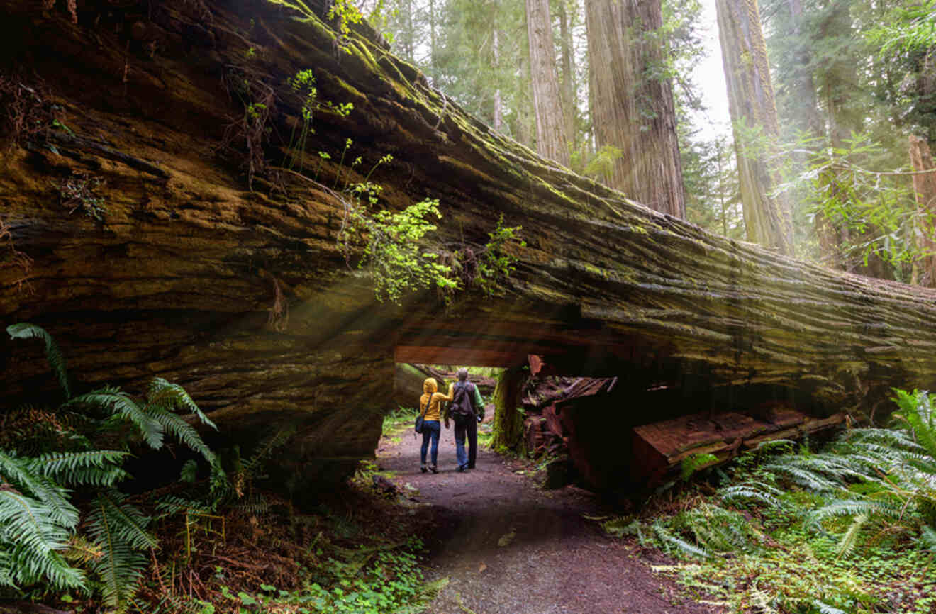 a couple of people passing through a gate made in a fallen tree