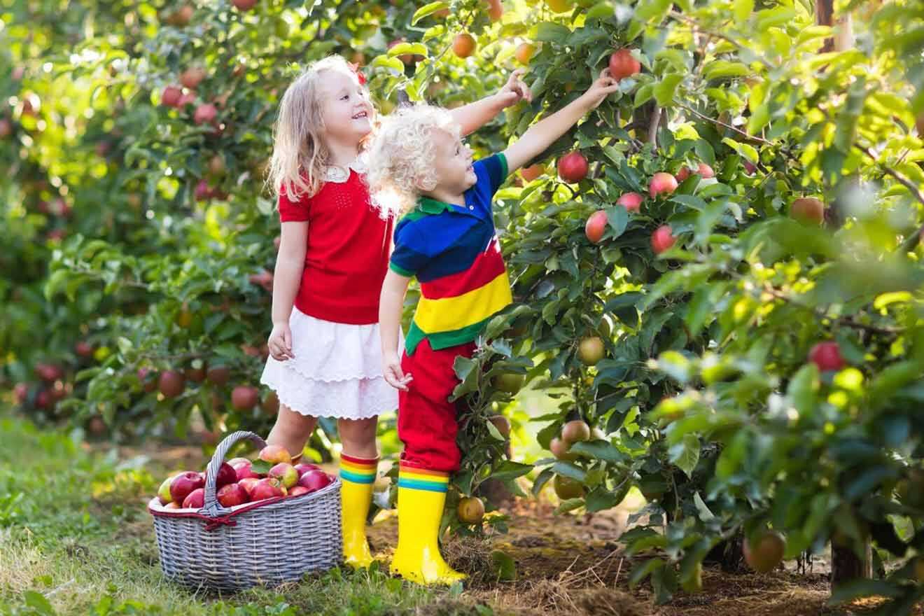 Two children picking apples in an apple orchard.