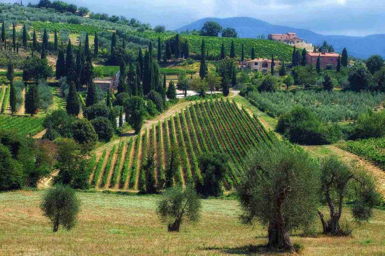 vineyard with lots of trees and houses in the background