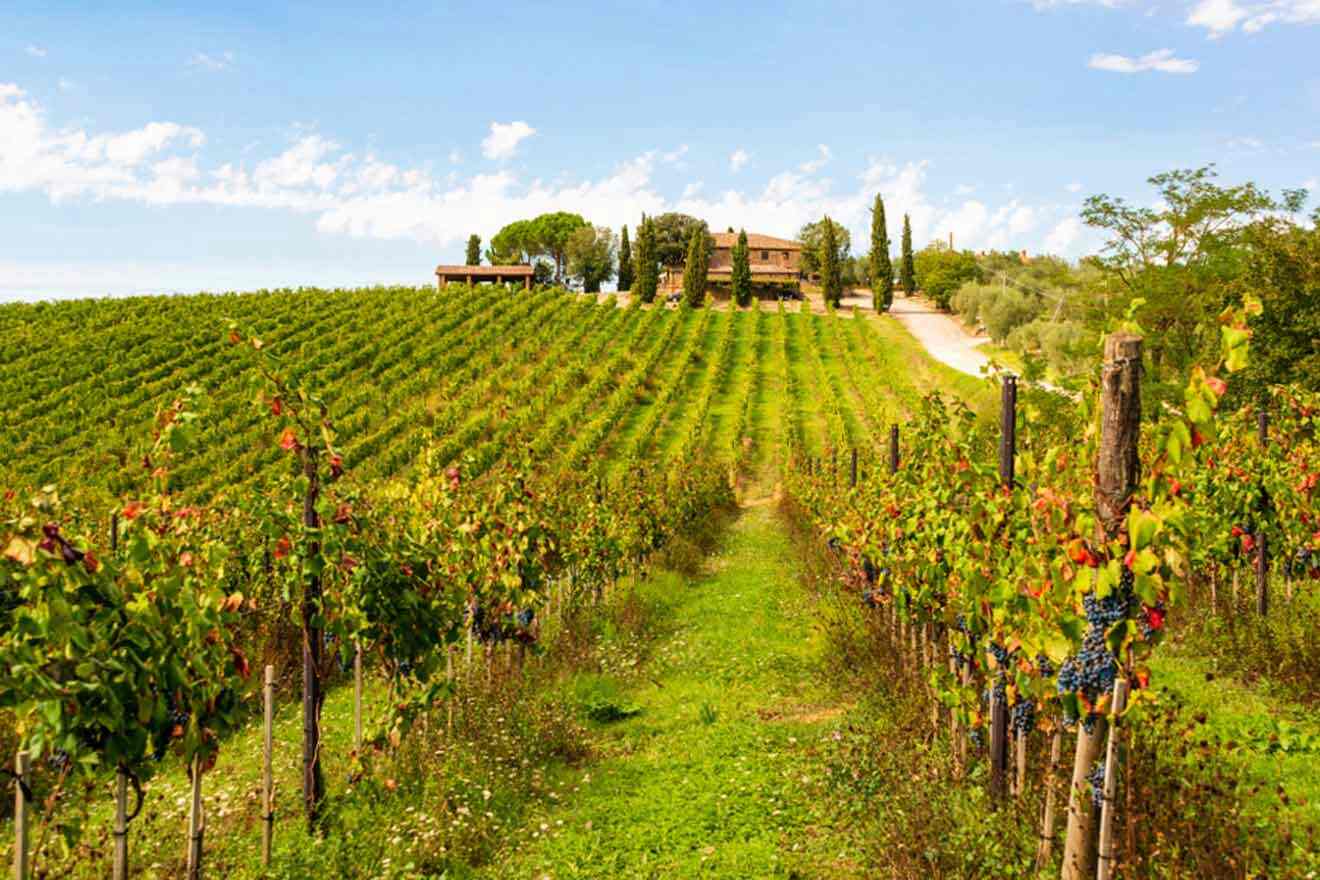 vineyard with a house in the background