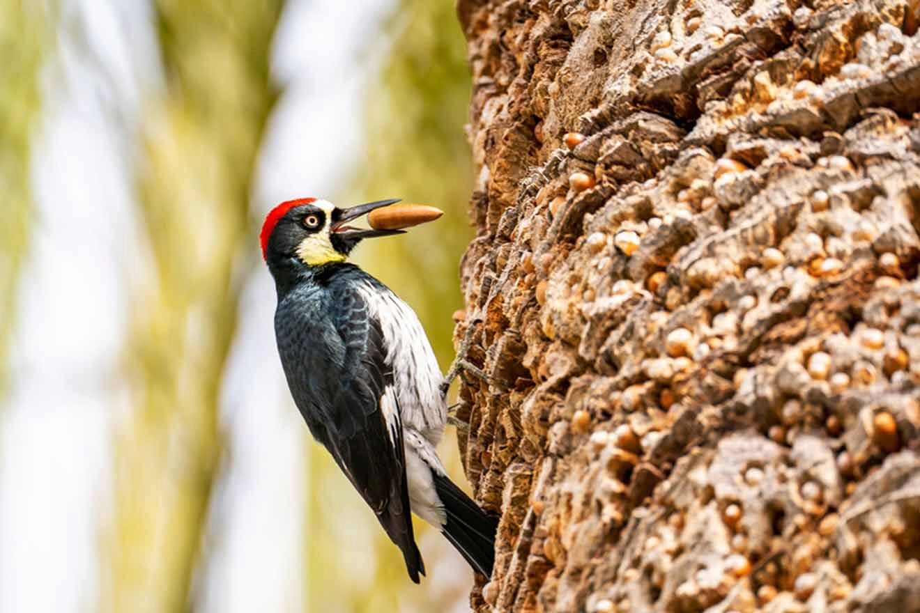 a bird with a red head is perched on a tree