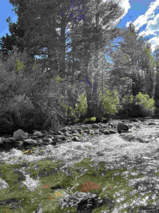 a river running through a lush green forest