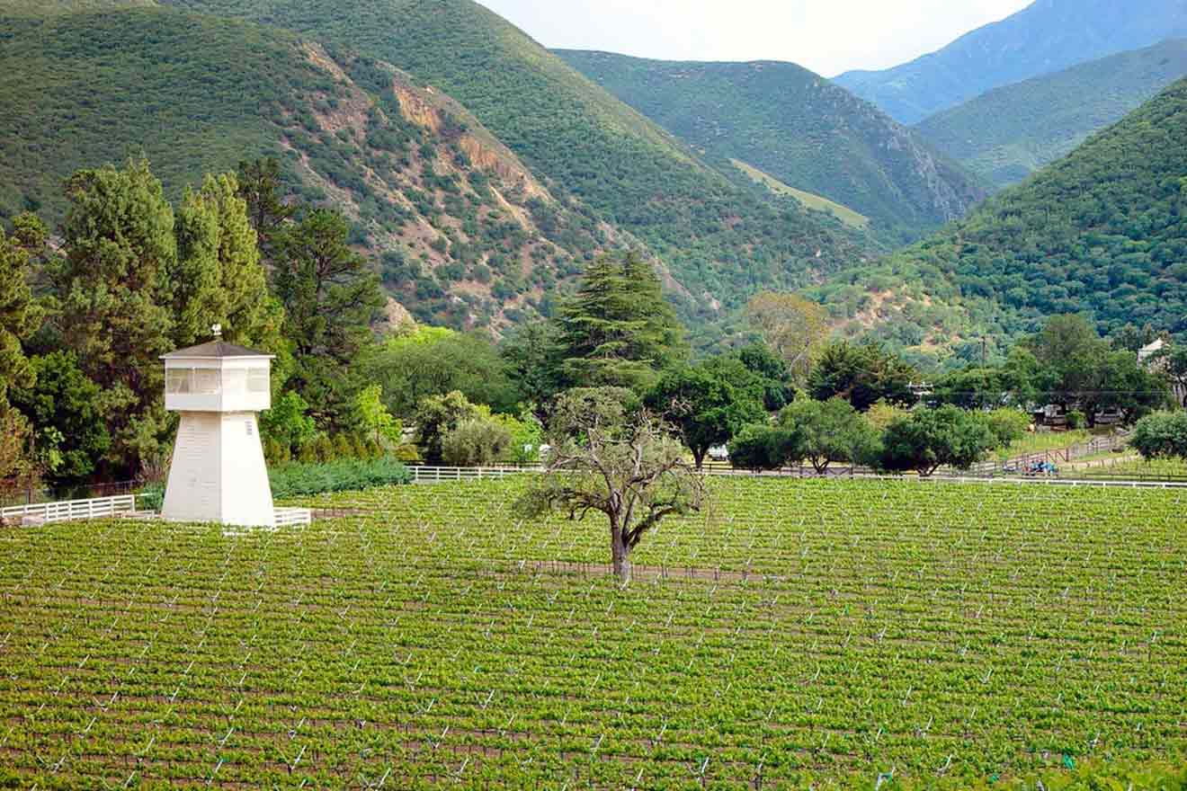 a vinyard with trees in the background and a structure in the middle