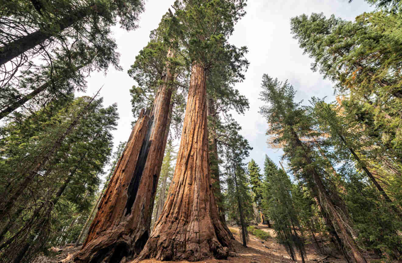 tall redwood trees