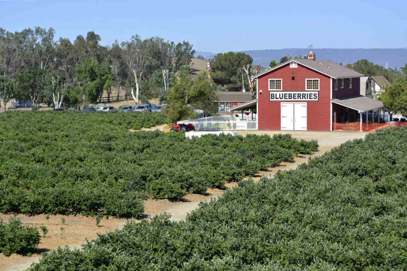 blueberry field with a barn in the background