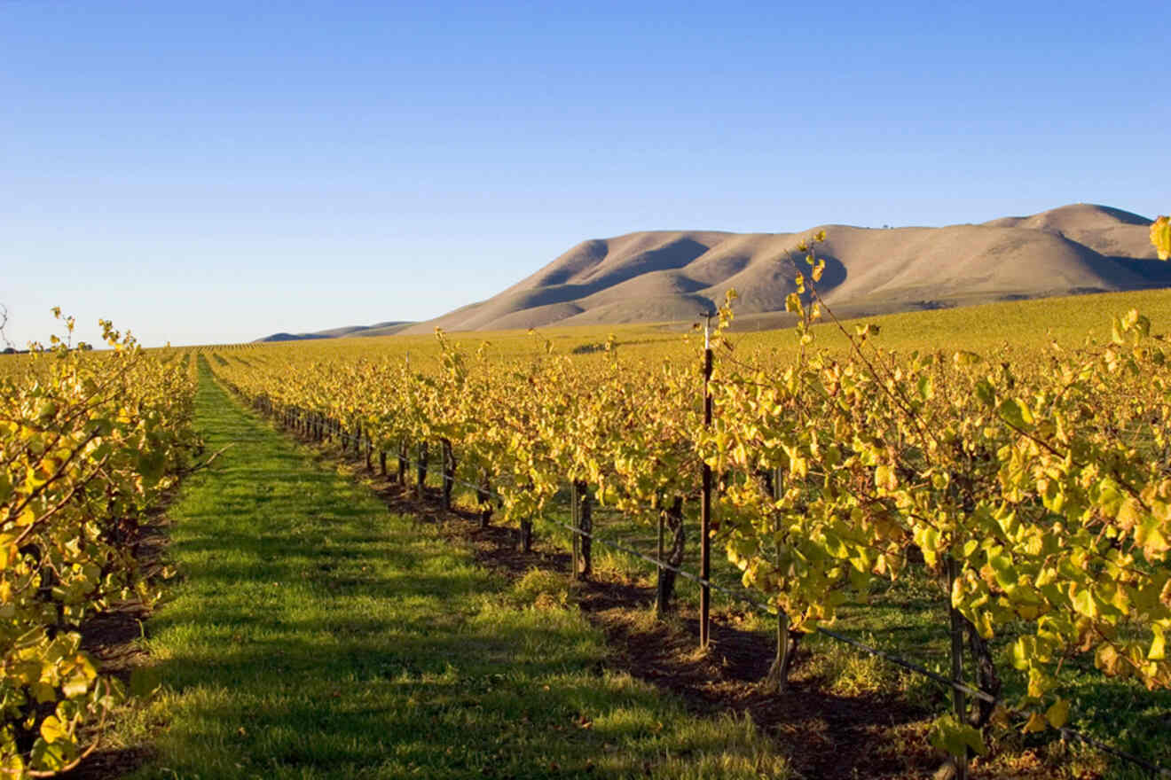 a field of vines with mountains in the background