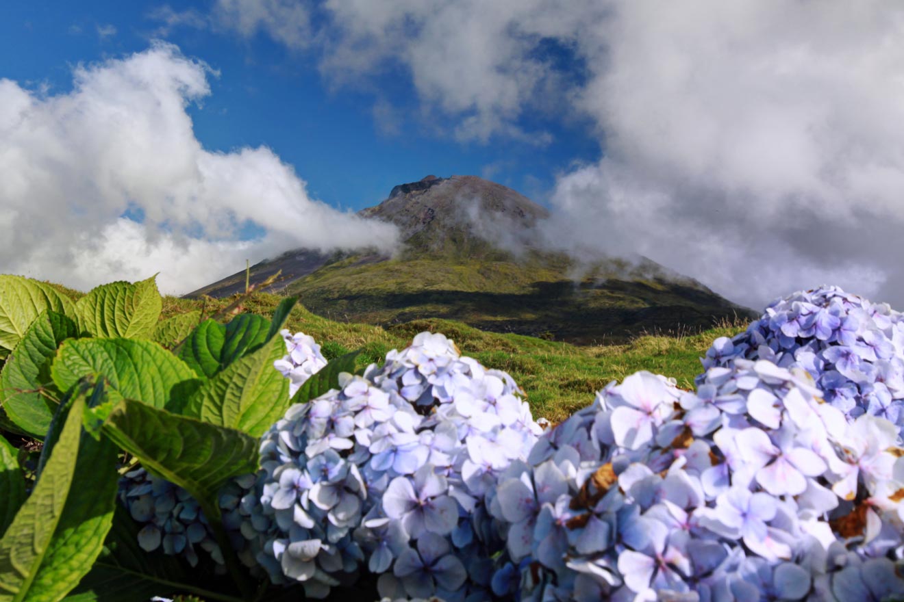 a field of flowers with mountains in the background