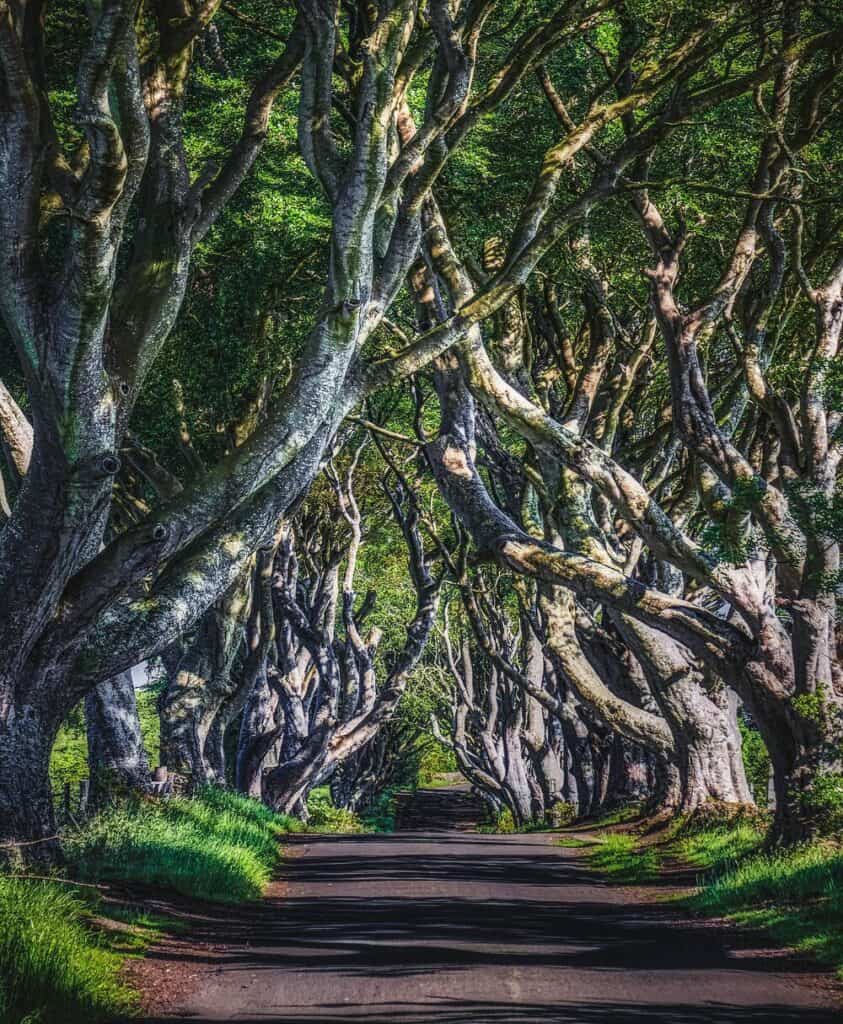 dark hedges northern ireland