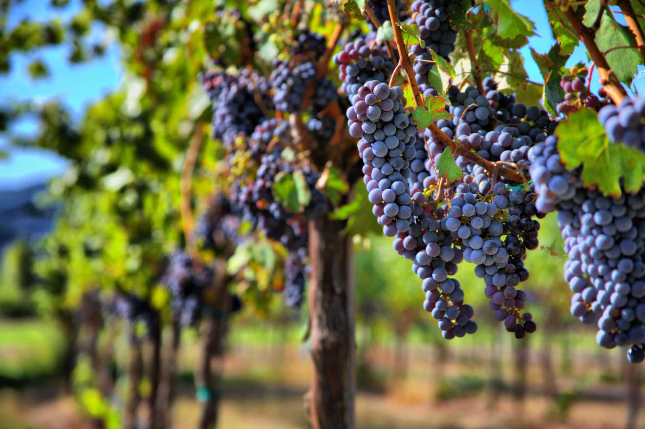 a close-up of some grapes