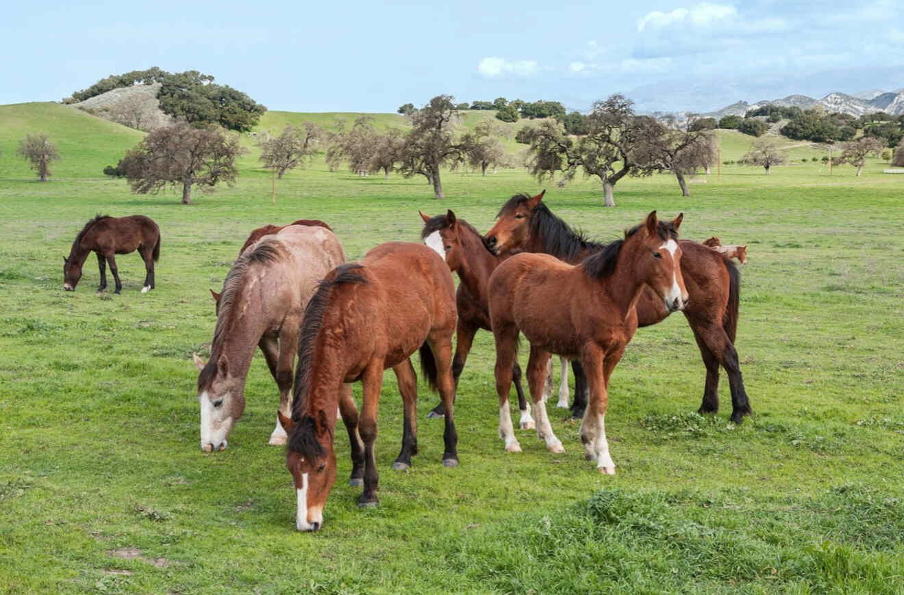 horses on a meadow