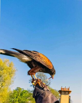 A hawk perched on a person's hand.