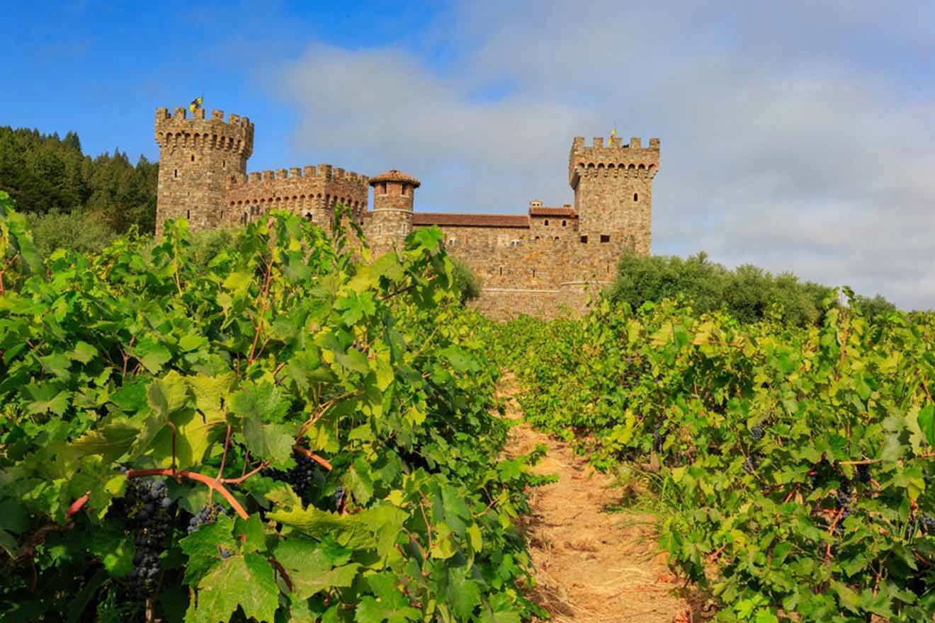 A vineyard with a castle in the background.