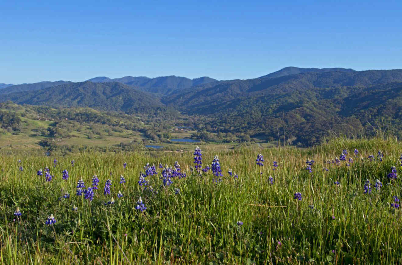 view of a meadow with wildflowers