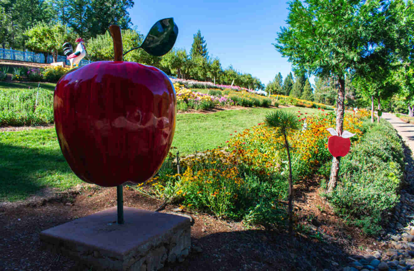 an apple orchard