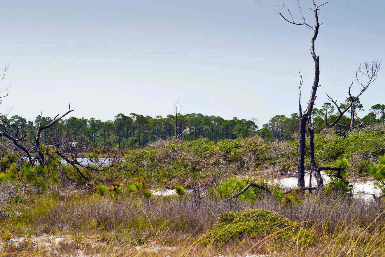 A dried up tree in a grassy area near a body of water.