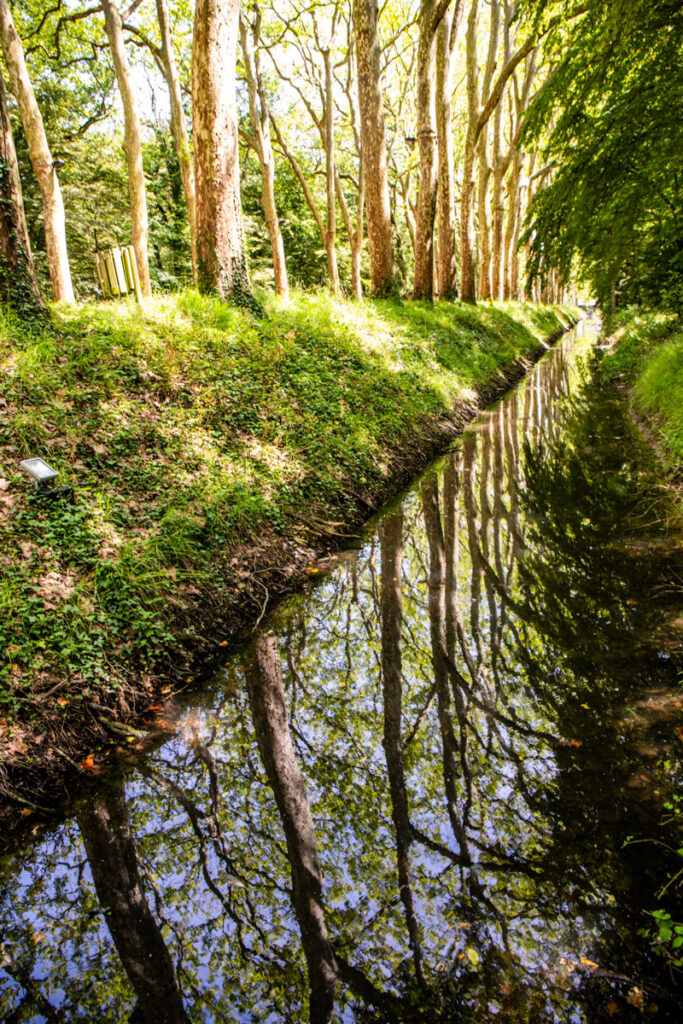 trees reflected in creek