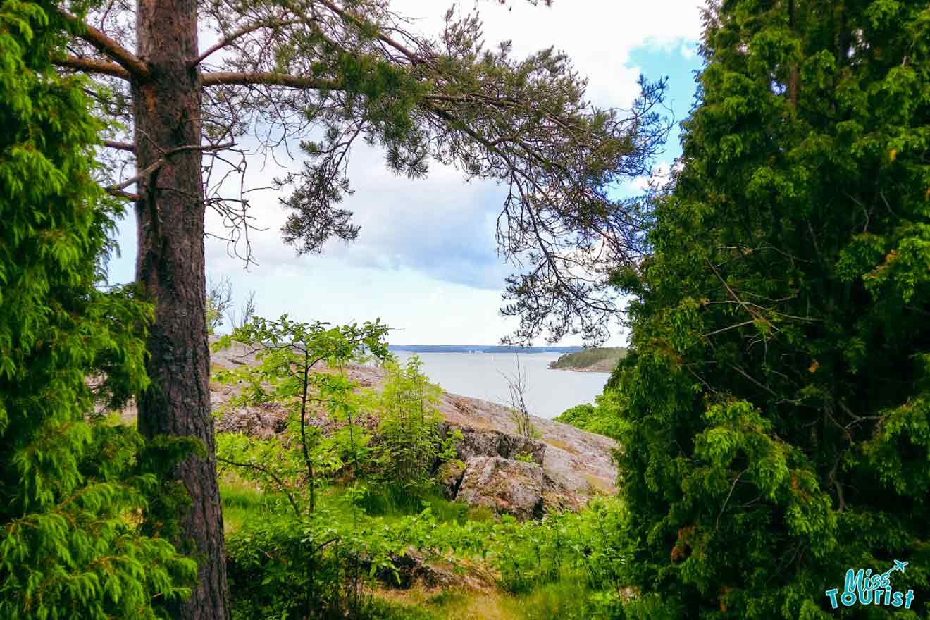 A view of a forest with trees and a body of water.