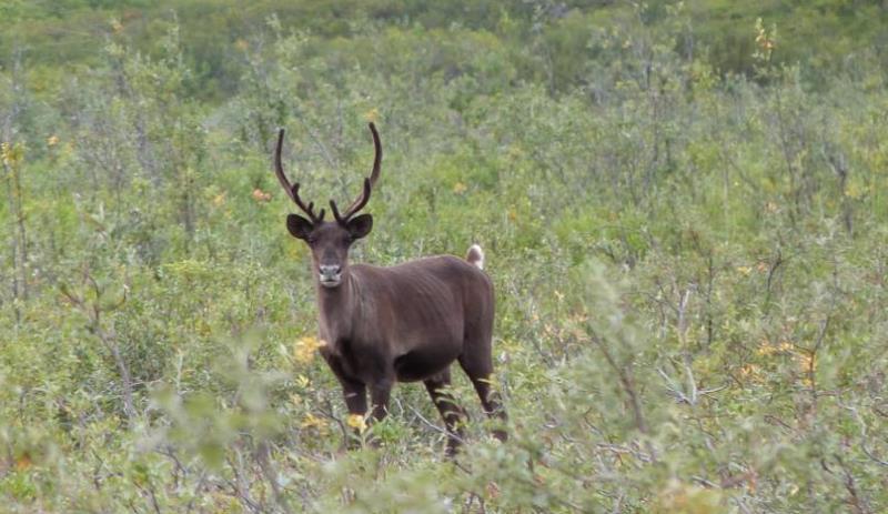 a deer in a grass field