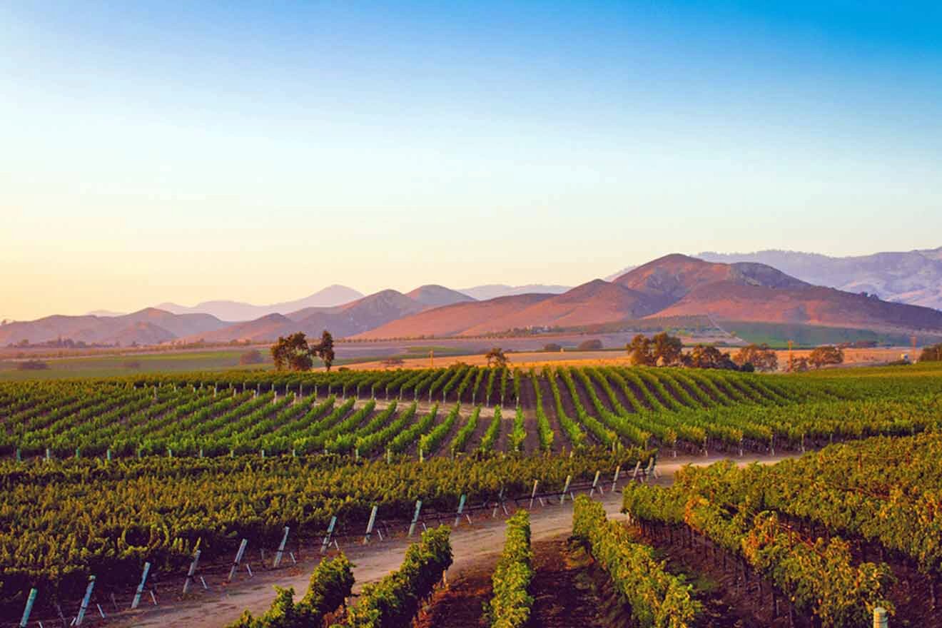 a vineyard with mountains in the background