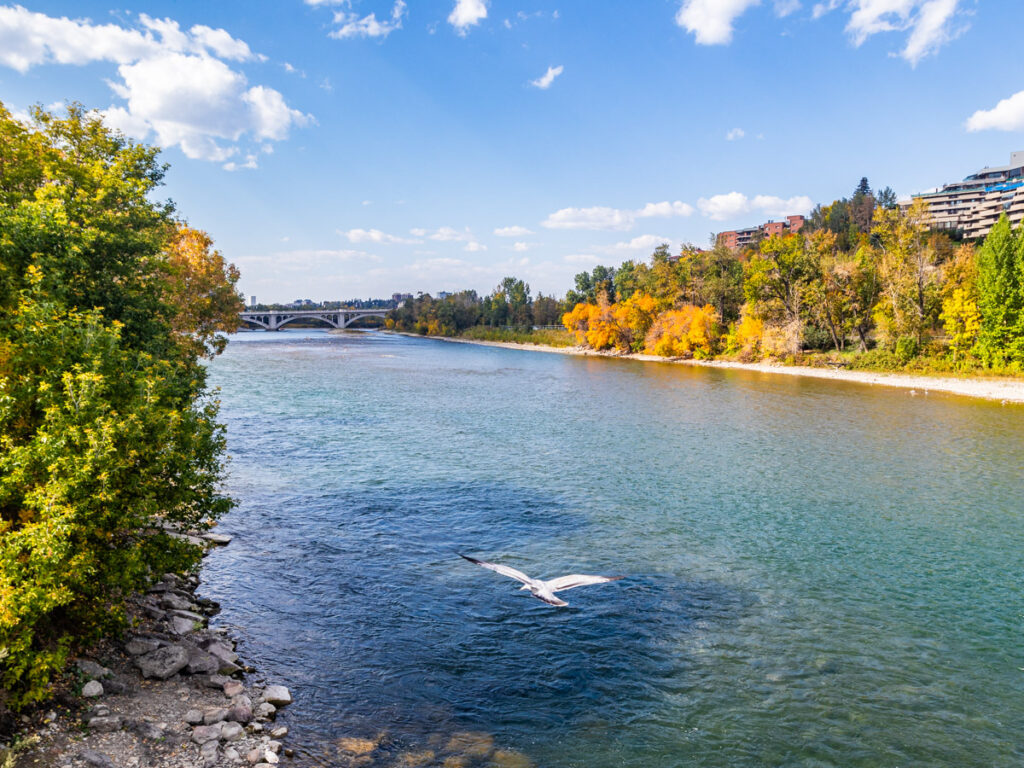 bird flying over Bow River