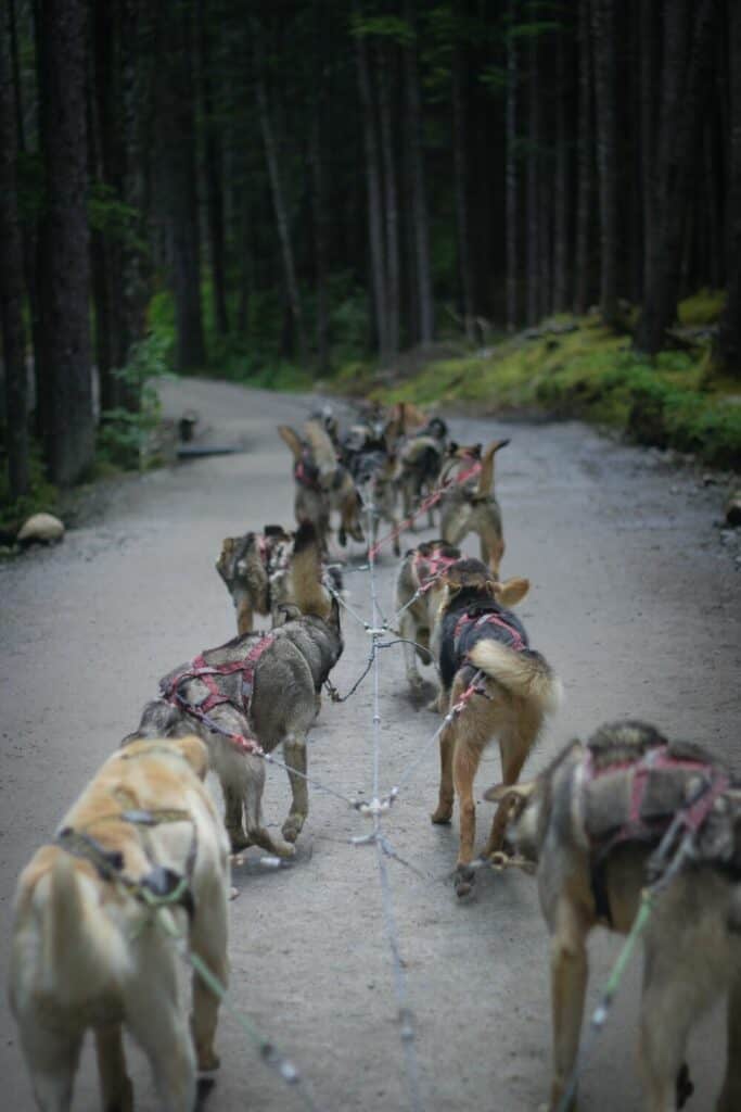 dogs on the sled line