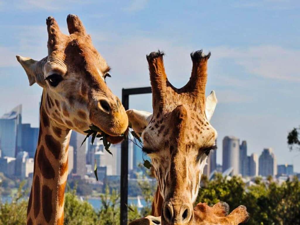 two giraffe head beside each other eating grass