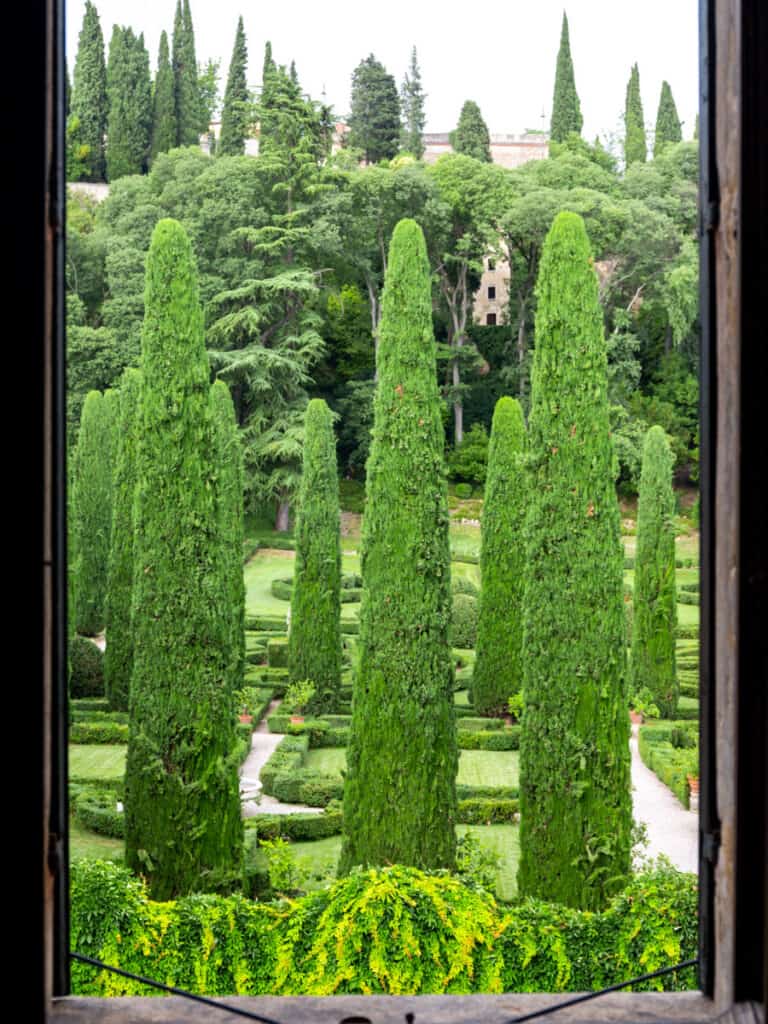 cypress trees and hedges outside window