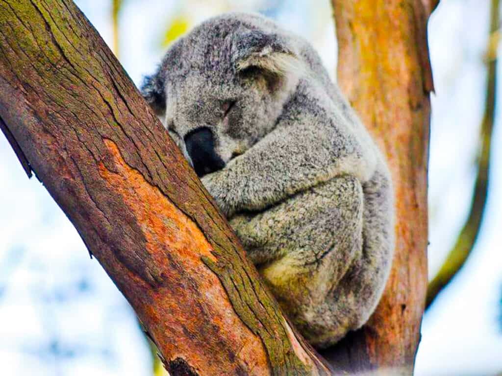 koala sleeping in a tree