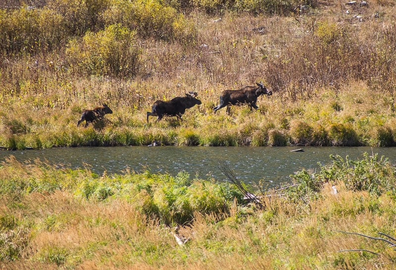 Moose running at Moose Pond