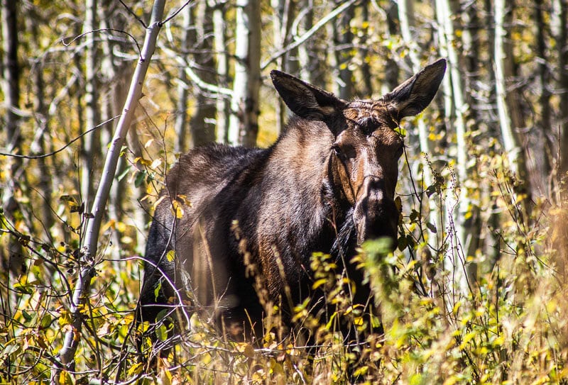 Moose in the bushes