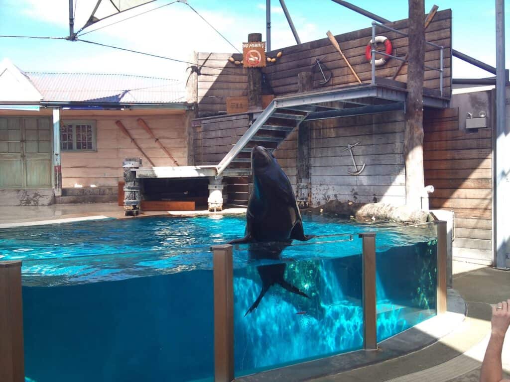 seal jumping out of pool