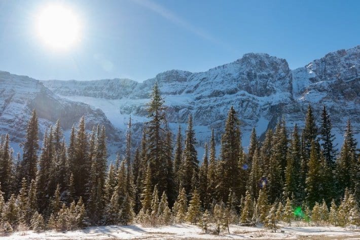 pine trees in front of snow covered mountain