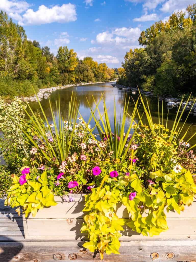 flowering plant on bridge with river in the background