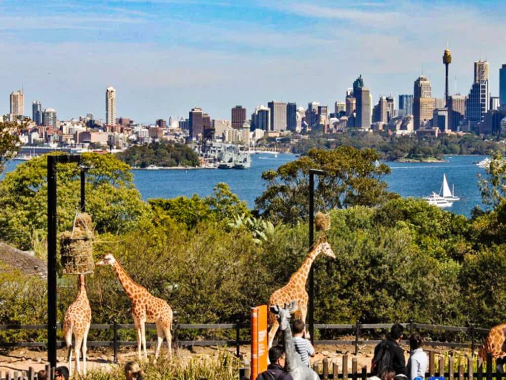 giraffes with sydney skyline and harbour behind them