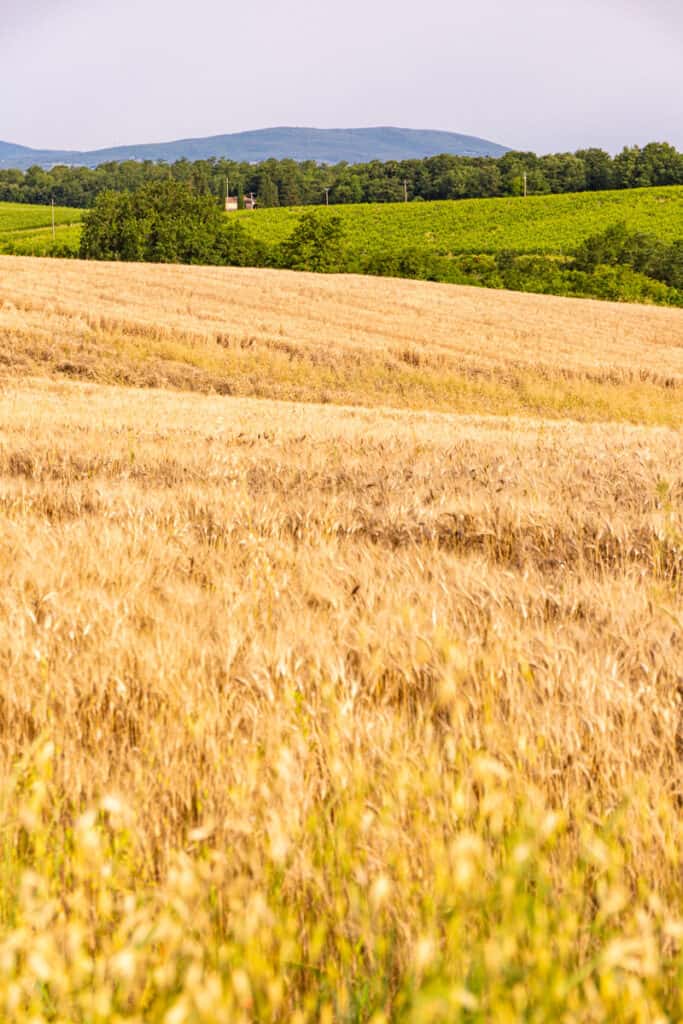 yellow grass and green rolling hills in tuscany