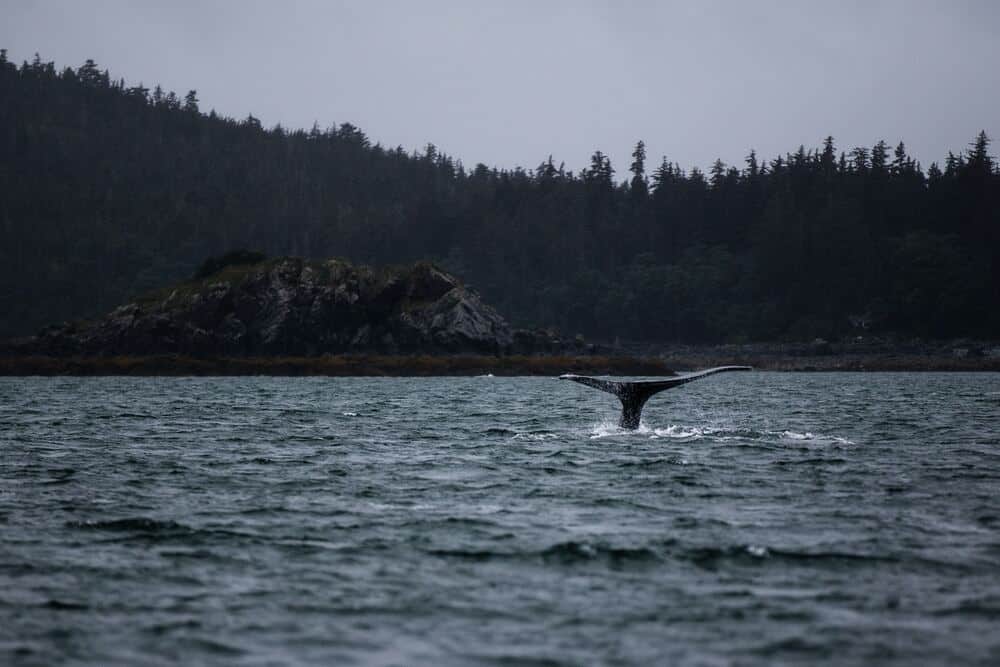 whale coming out of water