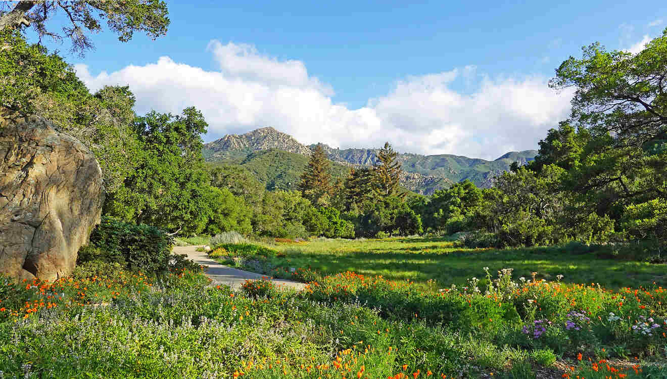 A path through a field of wildflowers with mountains in the background.