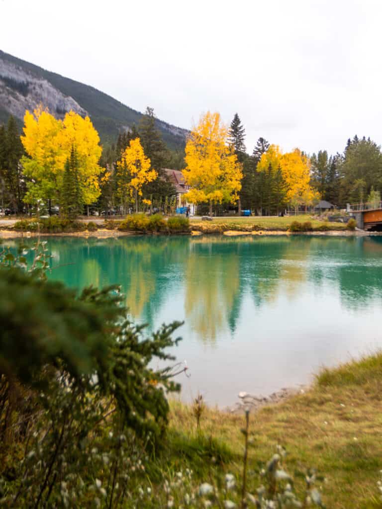 yellow trees next to turquoise bow river