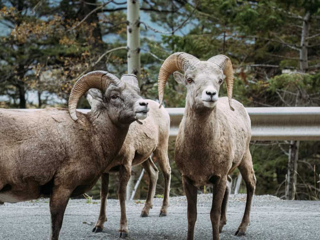 bighorn sheep on side of the road