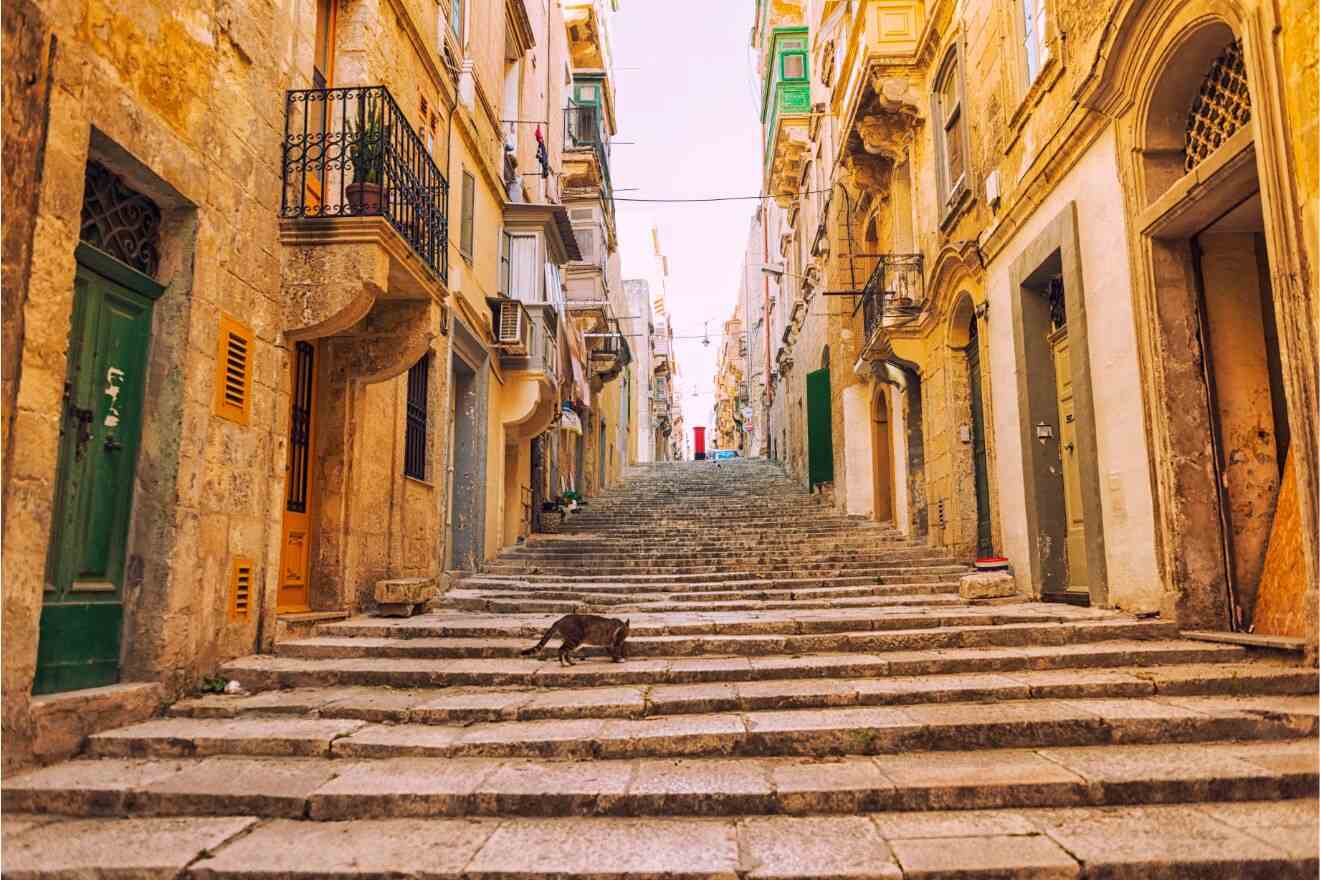 cat walking in a street