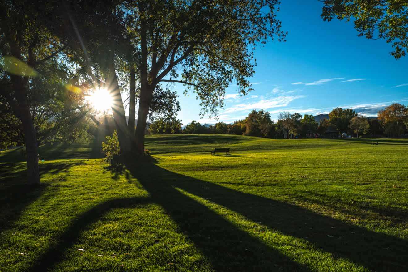 The sun is shining on a grassy field