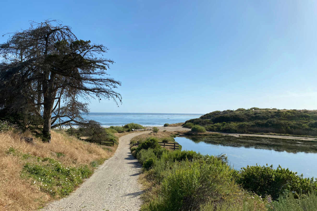 A dirt path leading to the ocean with a tree in the background.