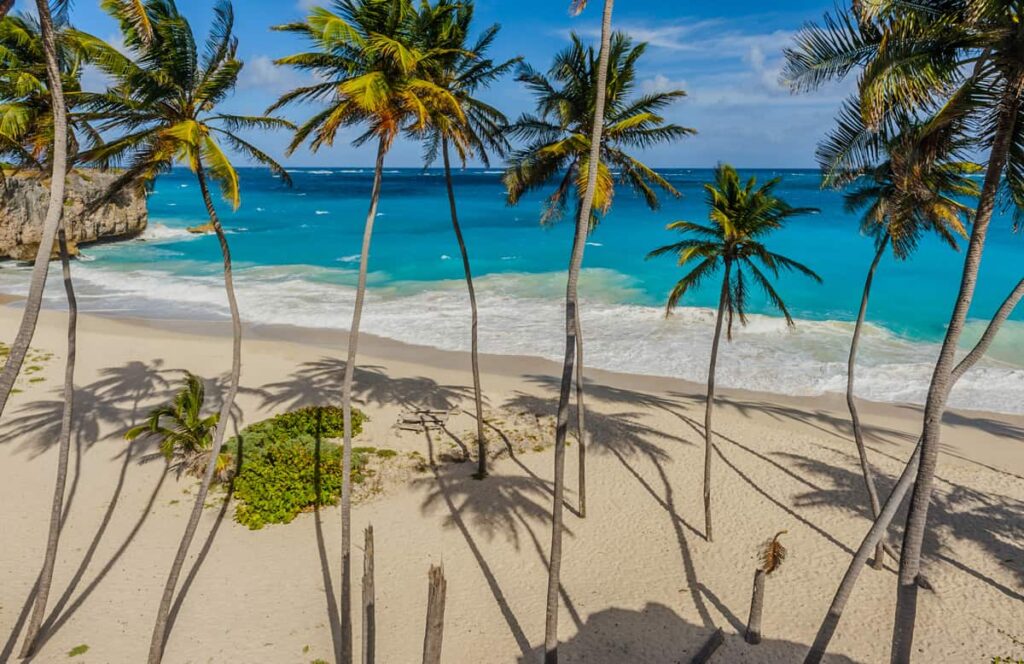 bottom bay beach and palm trees