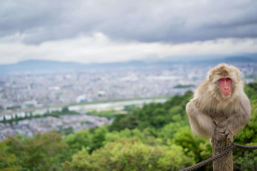 monkey on fence post 