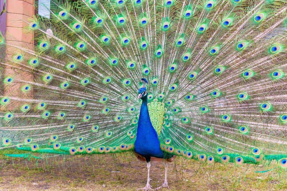 peacock displaying its tail feathers