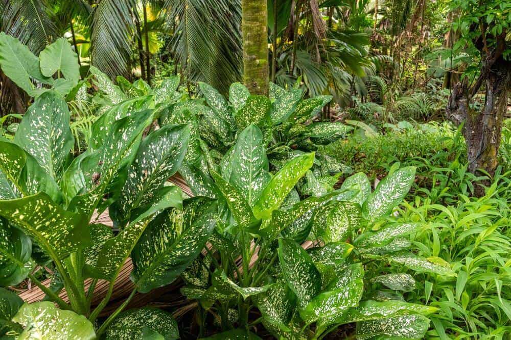 lush jungle view of Morne Seychellois National Park