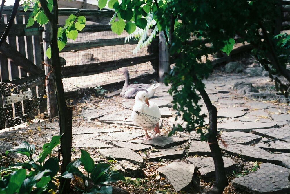 geese at Riverdale Farm Toronto