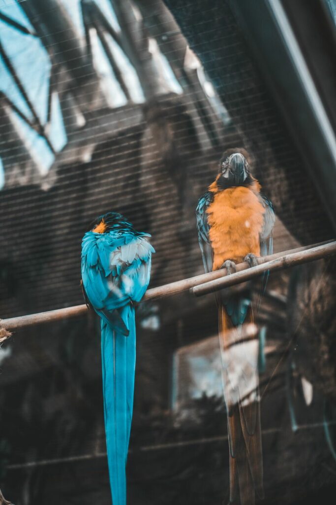 birds on a ledge